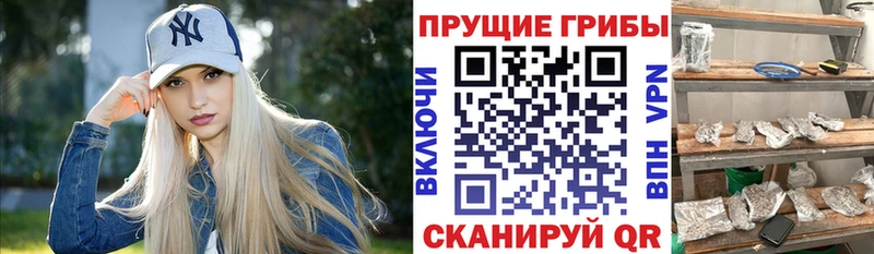 Псилоцибиновые грибы Cubensis  Красный Холм 